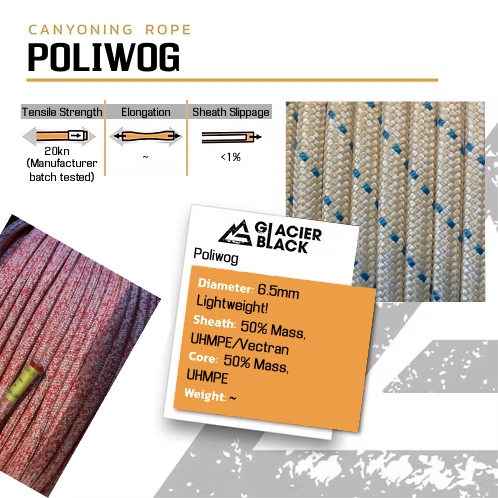 6.5 Poliwog